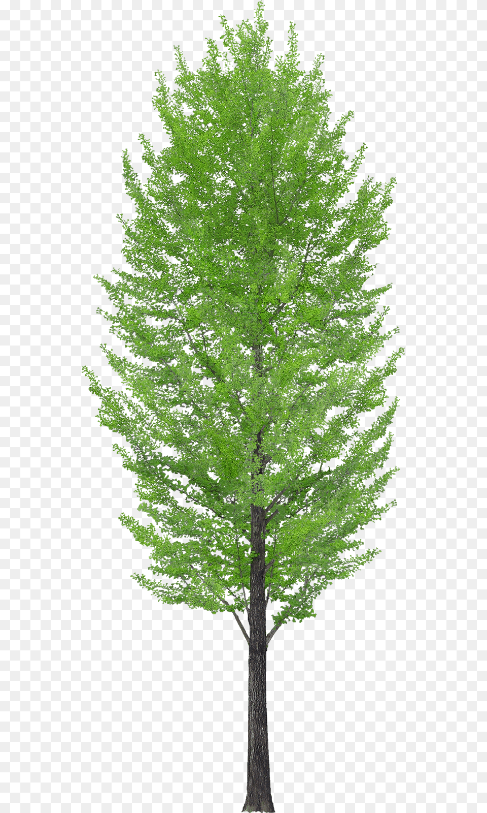 American Larch, Conifer, Plant, Tree, Tree Trunk Png Image