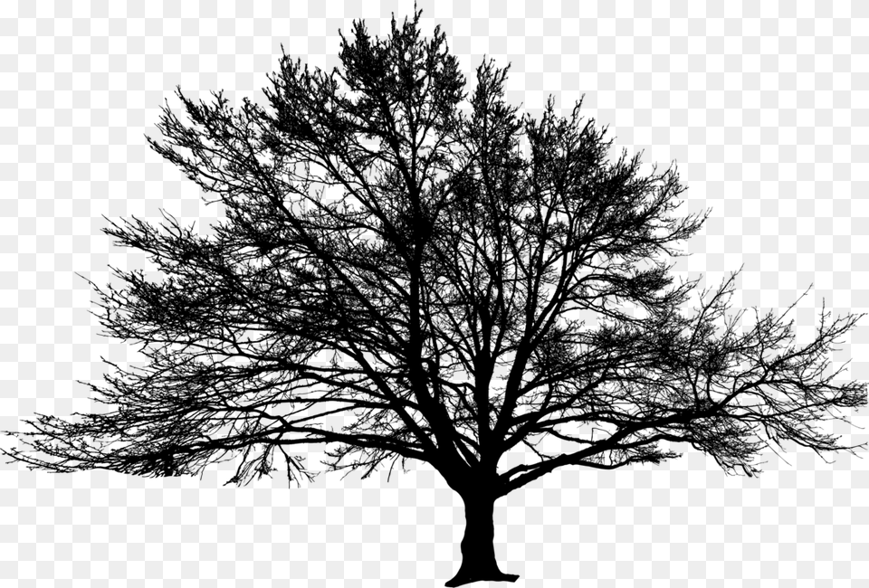 American Larchwhite Pineplant Oak, Gray Free Png
