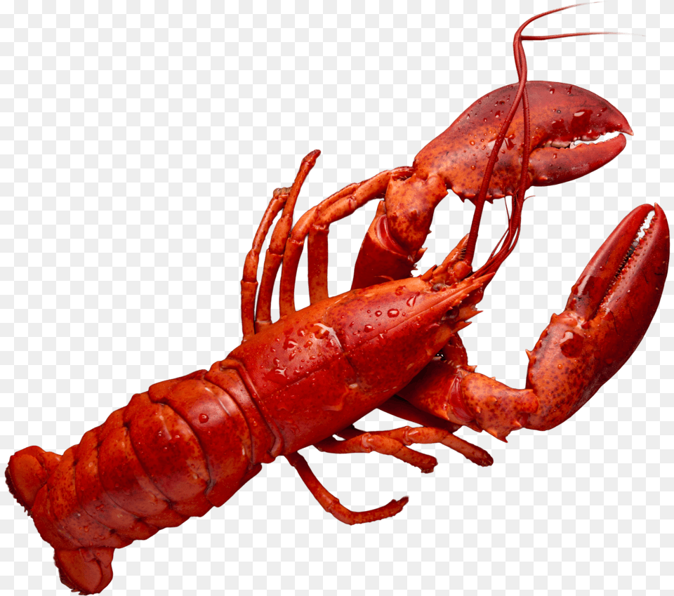 American Lobster, Animal, Food, Invertebrate, Sea Life Png