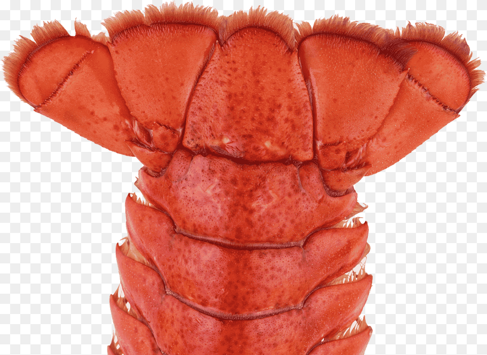 American Lobster, Animal, Food, Invertebrate, Sea Life Png