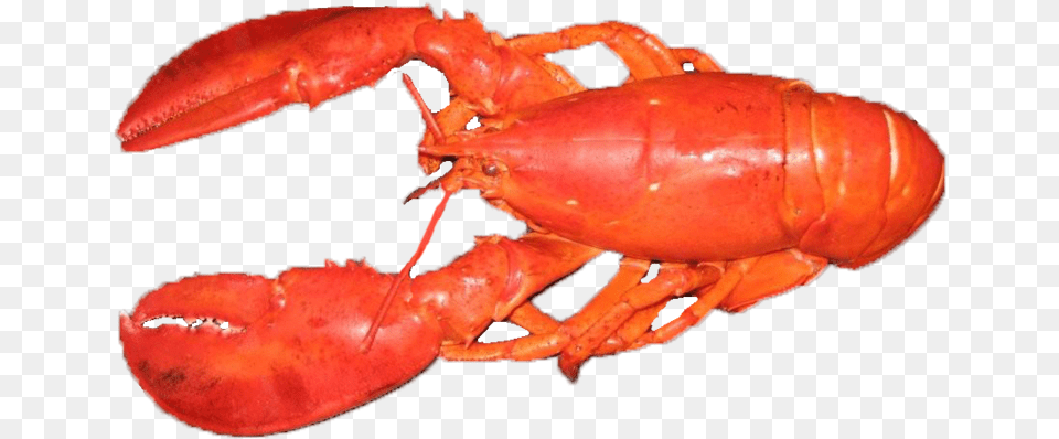 American Lobster, Animal, Food, Invertebrate, Sea Life Png Image