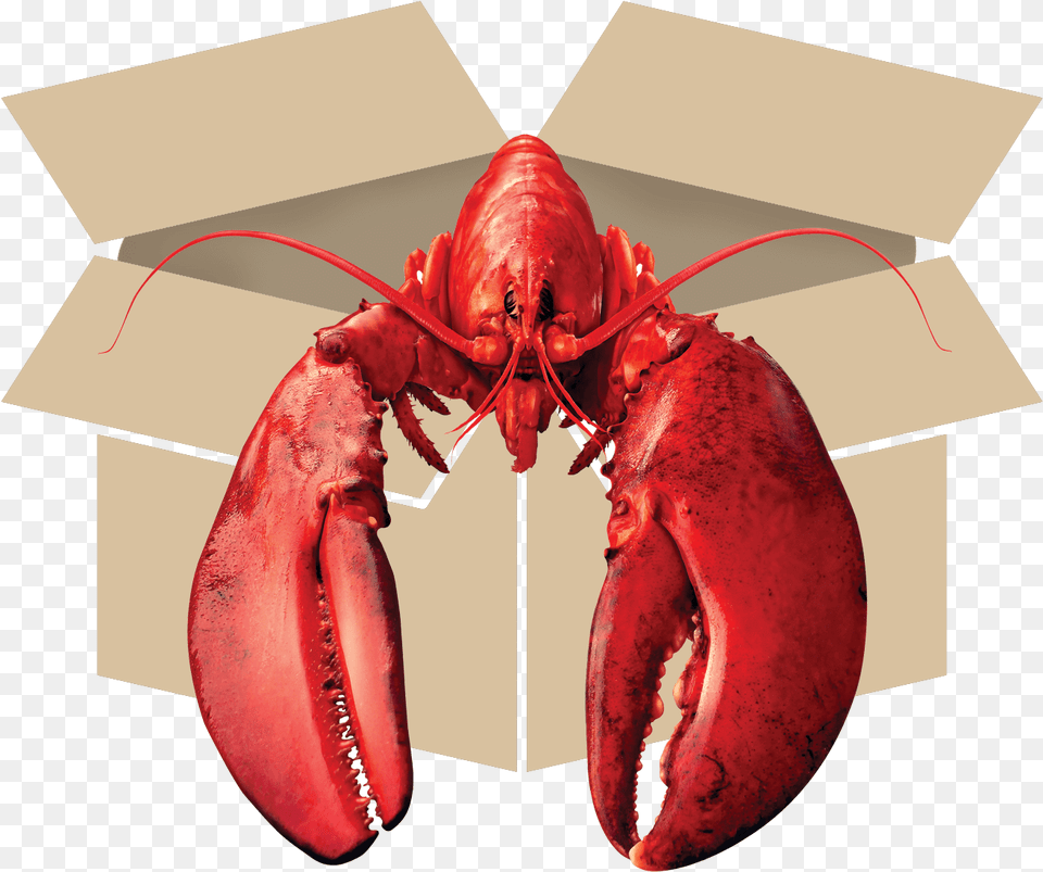 American Lobster, Animal, Food, Invertebrate, Sea Life Free Transparent Png