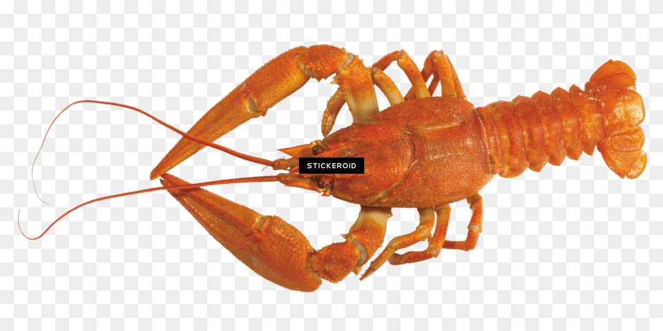 American Lobster Lagosta Free Png Download