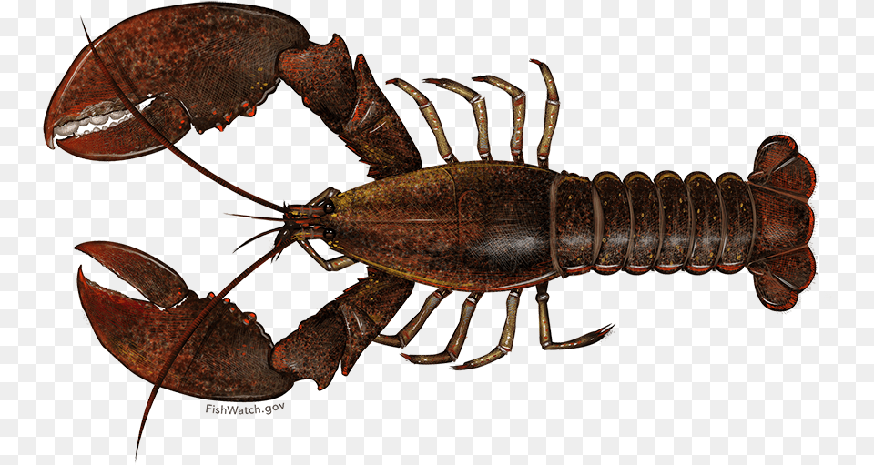 American Lobster Scientific Name For A Lobster, Animal, Food, Invertebrate, Sea Life Free Png Download