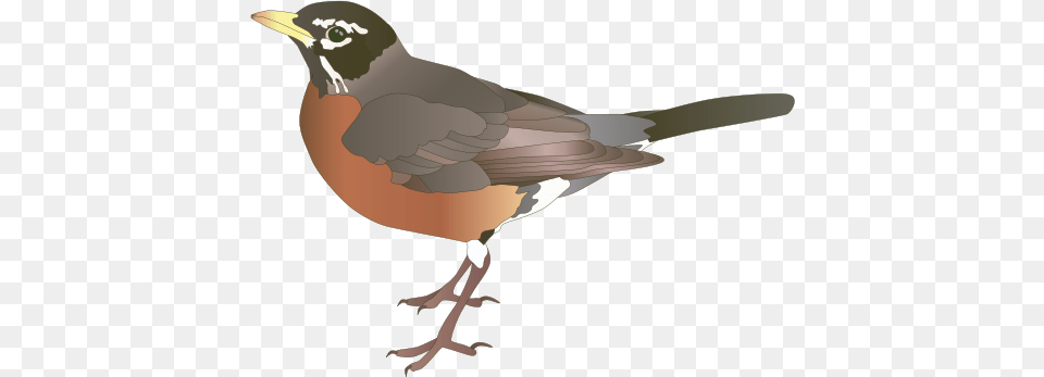 American Mart American Robin Clip Art, Animal, Bird, Beak, Person Png