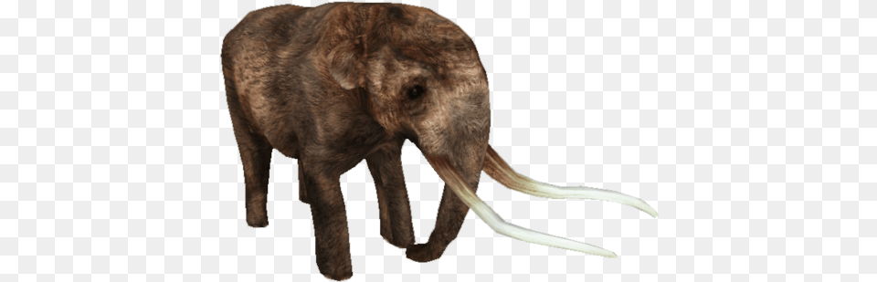 American Mastodon Indian Elephant, Animal, Mammal, Wildlife, Bear Png