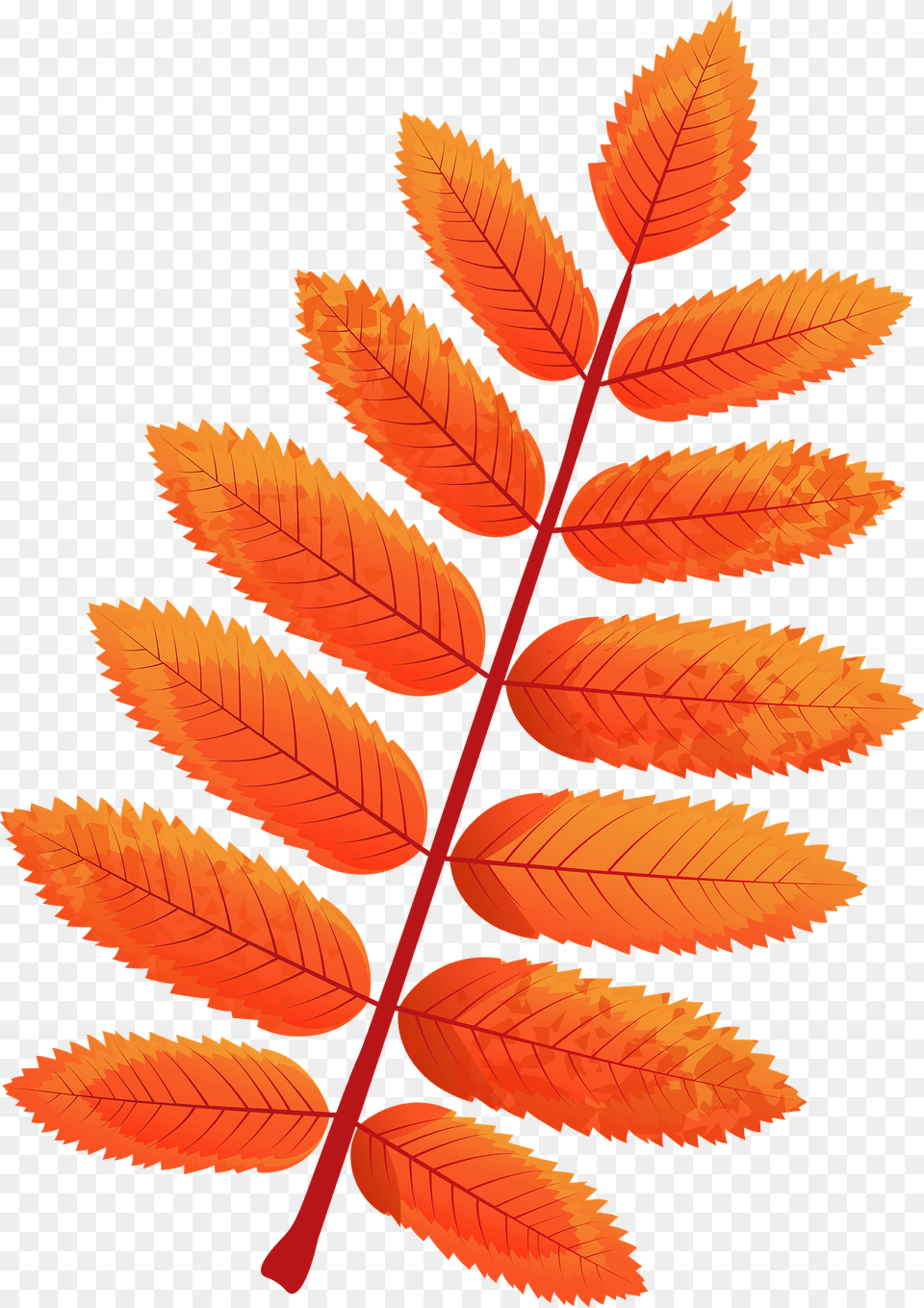 American Mountain Ash Autumn Leaf Clipart, Plant, Tree Png
