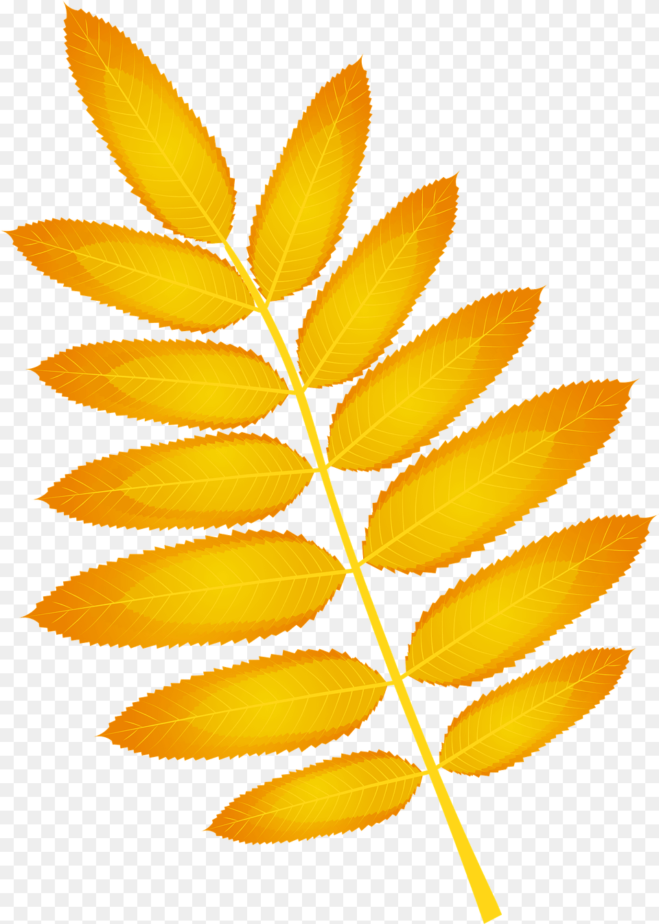 American Mountain Ash Autumn Leaf Clipart, Plant, Flower, Astragalus Free Png Download