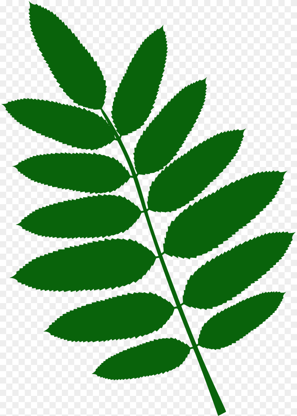 American Mountain Ash Leaf Silhouette, Green, Herbal, Herbs, Plant Free Transparent Png
