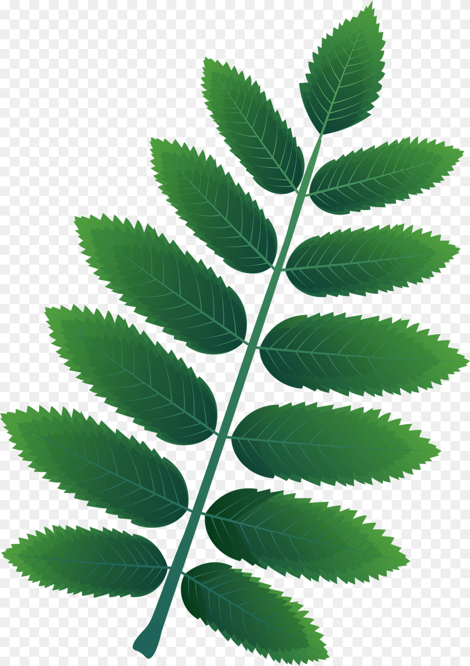 American Mountain Ash Spring Leaf Clipart, Green, Plant, Herbal, Herbs Free Transparent Png