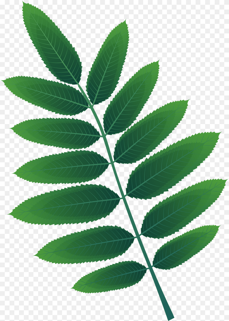 American Mountain Ash Spring Leaf Clipart, Green, Plant, Vegetation, Herbal Free Png