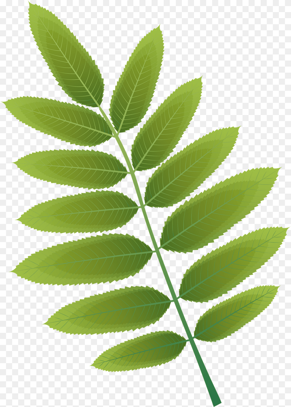 American Mountain Ash Summer Leaf Clipart, Green, Plant, Herbal, Herbs Png Image