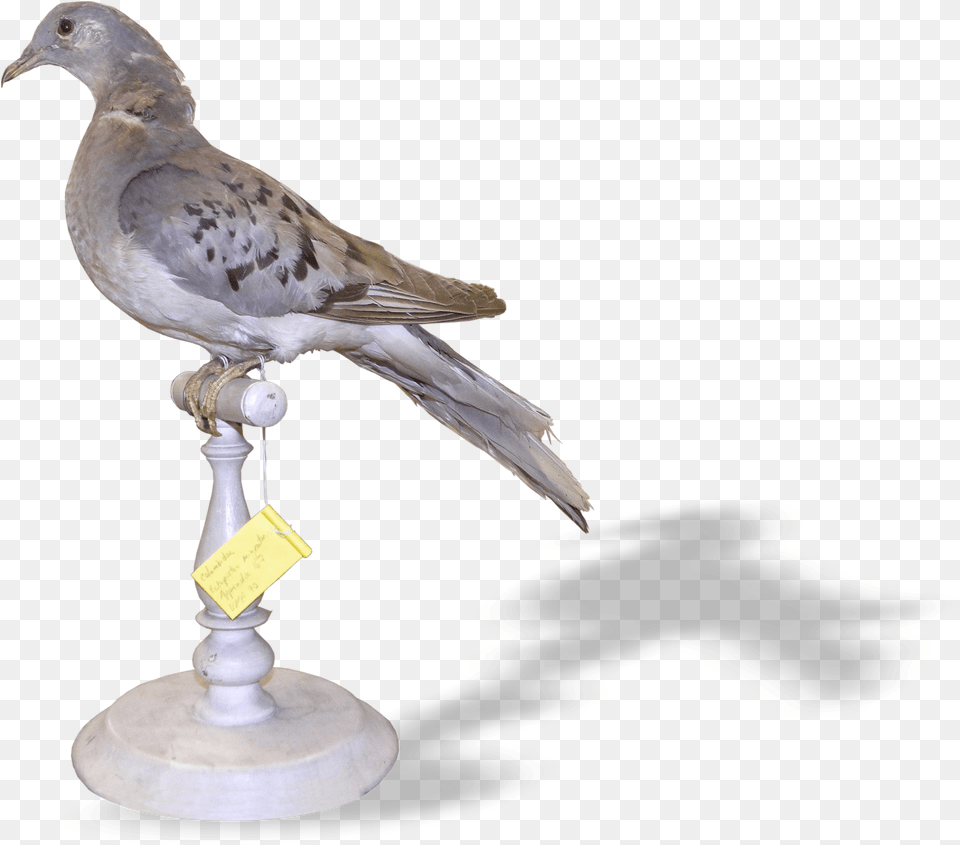 American Mourning Dove, Animal, Bird, Pigeon Png