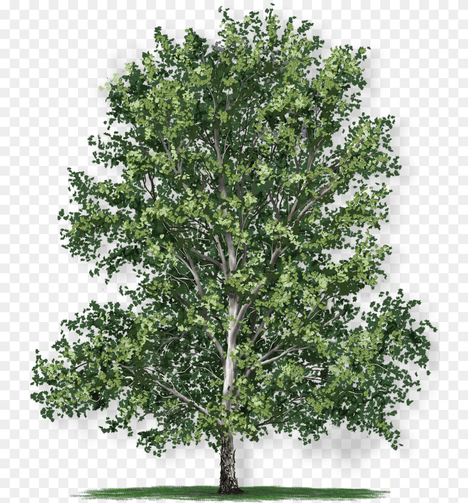American Oak Tree Growth Rate, Plant, Sycamore, Maple Free Transparent Png