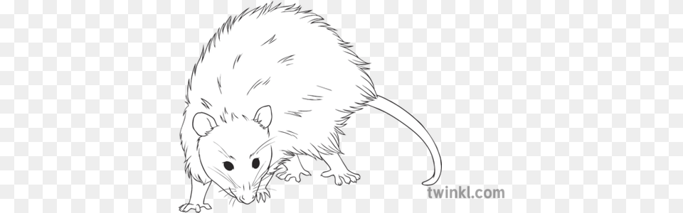 American Opossum General Animal Marsupial Secondary Black Rat, Baby, Person, Mammal Free Png Download