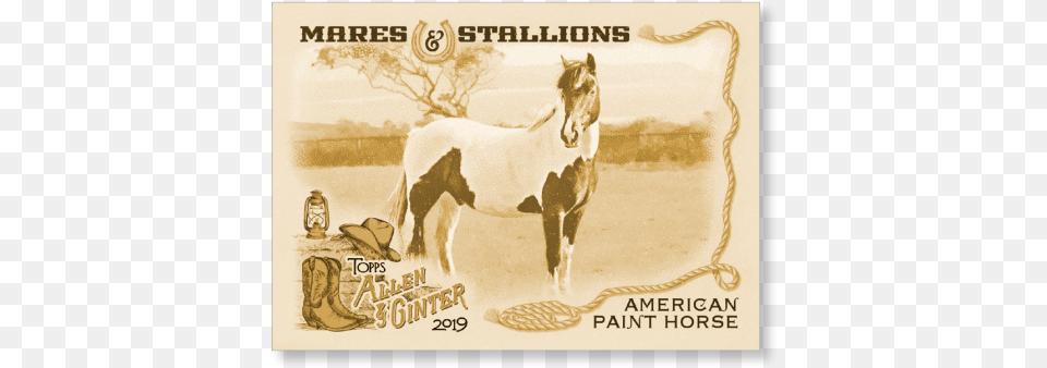 American Paint Horse 2019 Topps Allen Amp Ginter Oversized Stallion, Animal, Colt Horse, Mammal Free Transparent Png