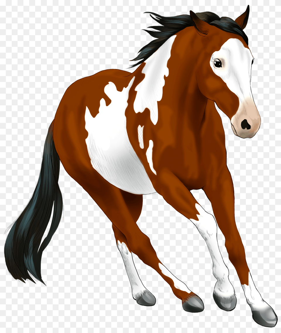 American Paint Horse Clipart, Animal, Mammal, Colt Horse Png Image