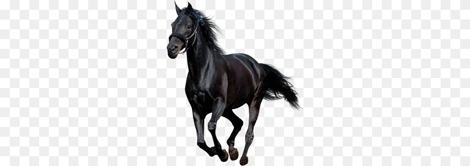American Paint Horse Howrse Black Running Black Horse, Animal, Mammal, Stallion, Andalusian Horse Free Transparent Png