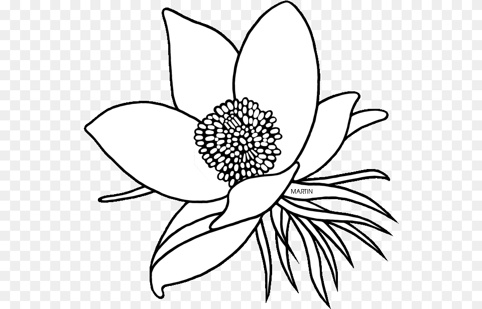 American Pasque Flower Drawing Clipart Floral Design Drawing South Dakota State Flower, Anemone, Plant, Art, Person Png
