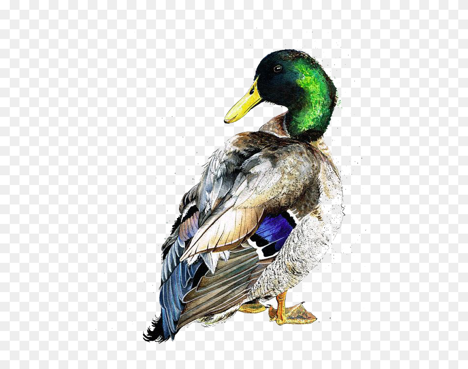 American Pekin Duck Mallard Bird Watercolor Painting Watercolor Duck, Animal, Anseriformes, Waterfowl, Teal Free Png Download