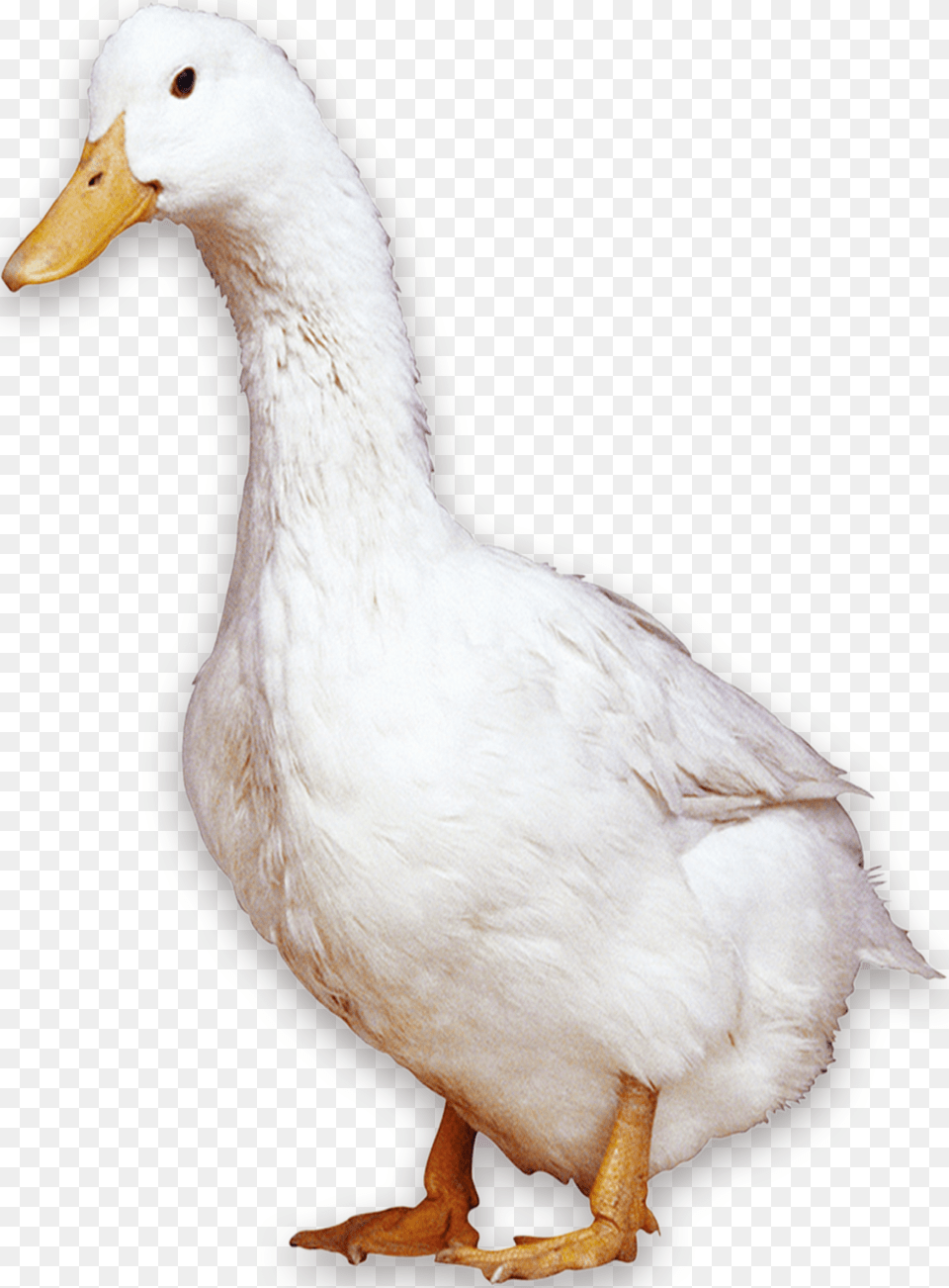 American Pekin Peking Duck Bird Domestic Goose, Animal, Anseriformes, Waterfowl Free Png