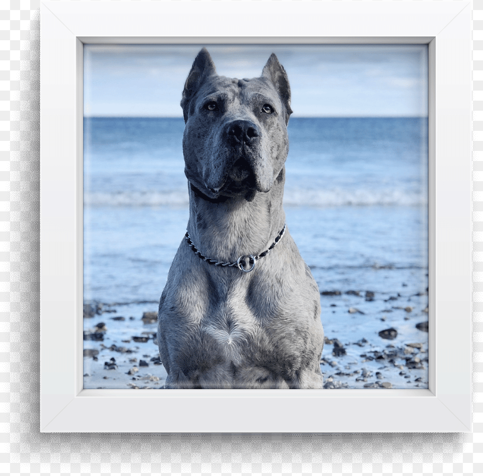 American Pit Bull Terrier, Animal, Canine, Dog, Mammal Free Png Download