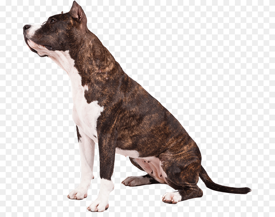 American Pit Bull Terrier, Animal, Canine, Dog, Mammal Png