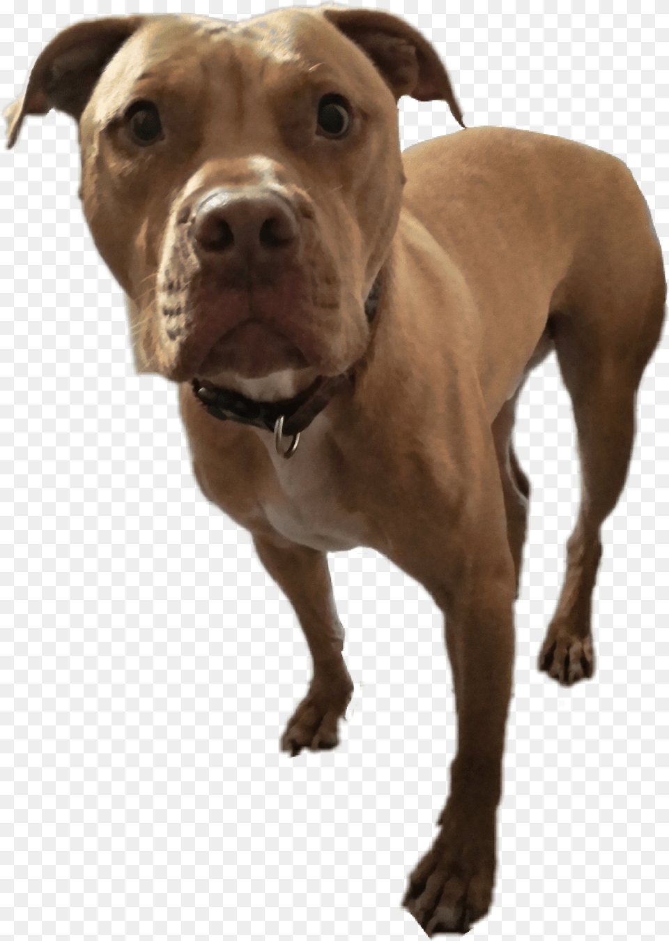American Pit Bull Terrier Download American Pit Bull Terrier, Animal, Bulldog, Canine, Dog Free Transparent Png
