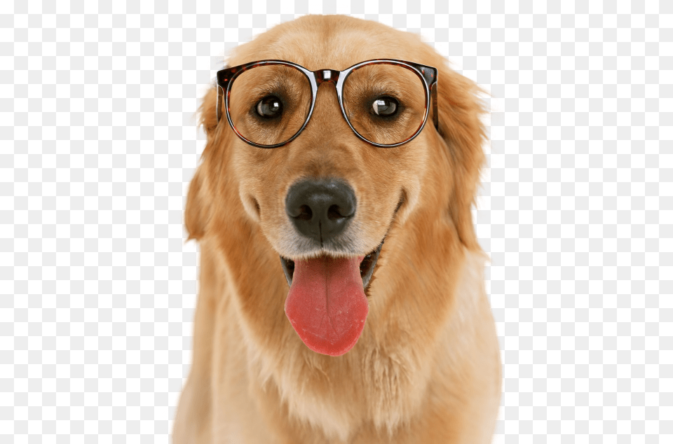 American Pit Bull Terrier Golden Retriever, Animal, Canine, Dog, Golden Retriever Free Png