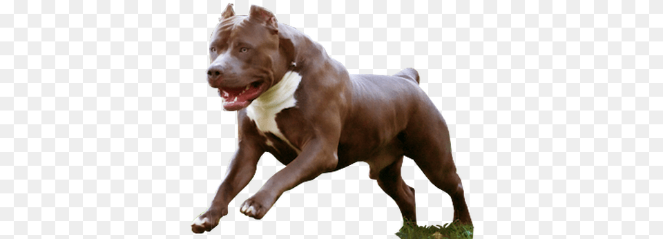 American Pit Bull Terrier Kennel Pitbull, Animal, Bulldog, Canine, Dog Png