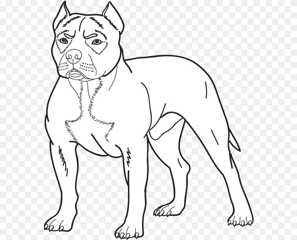 American Pitbull Terrier Drawing English White Terrier, Animal, Canine, Dog, Mammal Free Transparent Png