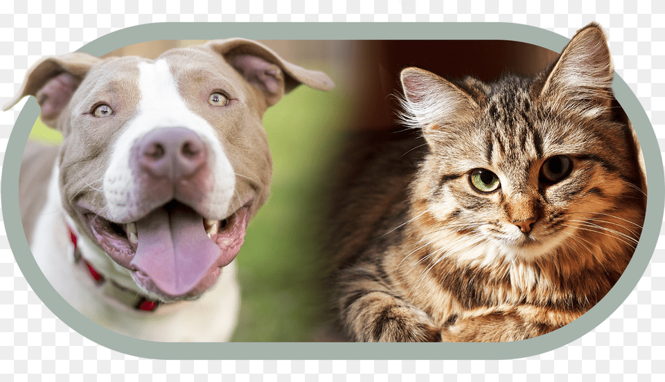 American Pitbull Terrier Smile, Animal, Canine, Dog, Mammal Png Image