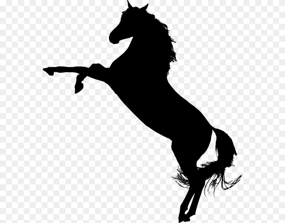 American Quarter Horse Mustang Arabian Horse Stallion Colt Gray Free Png Download