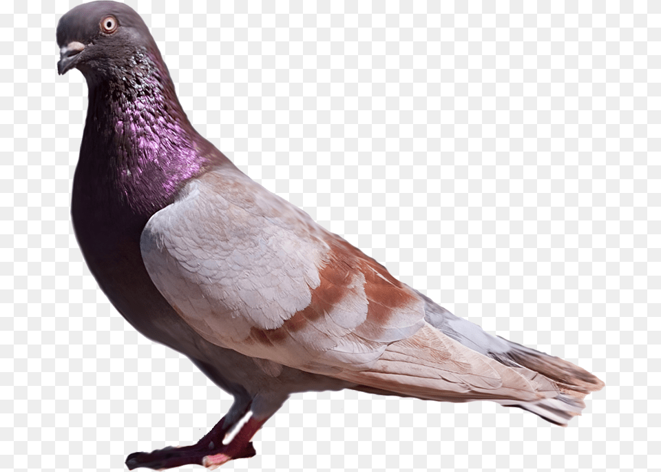 American Racing Pigeon Union Rock Dove, Animal, Bird Free Transparent Png