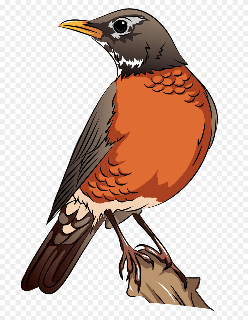 American Robin On The Branch Clipart, Animal, Beak, Bird, Fish Free Png