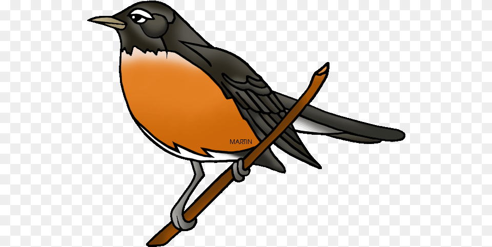 American Robin Photo American Robin Clip Art, Animal, Bird, Adult, Female Png Image