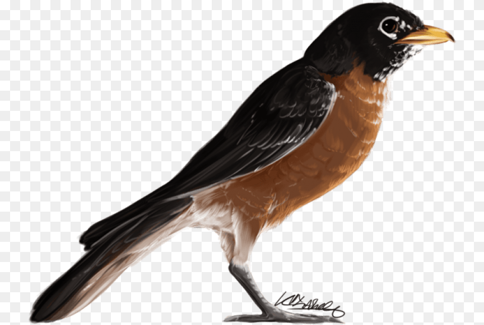 American Robin Transparent American Robin Bird, Animal, Beak, Blackbird Free Png Download