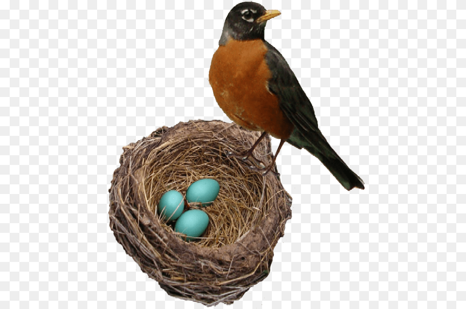 American Robin Transparent Picture Robin Bird And Eggs, Animal, Egg, Food Free Png Download