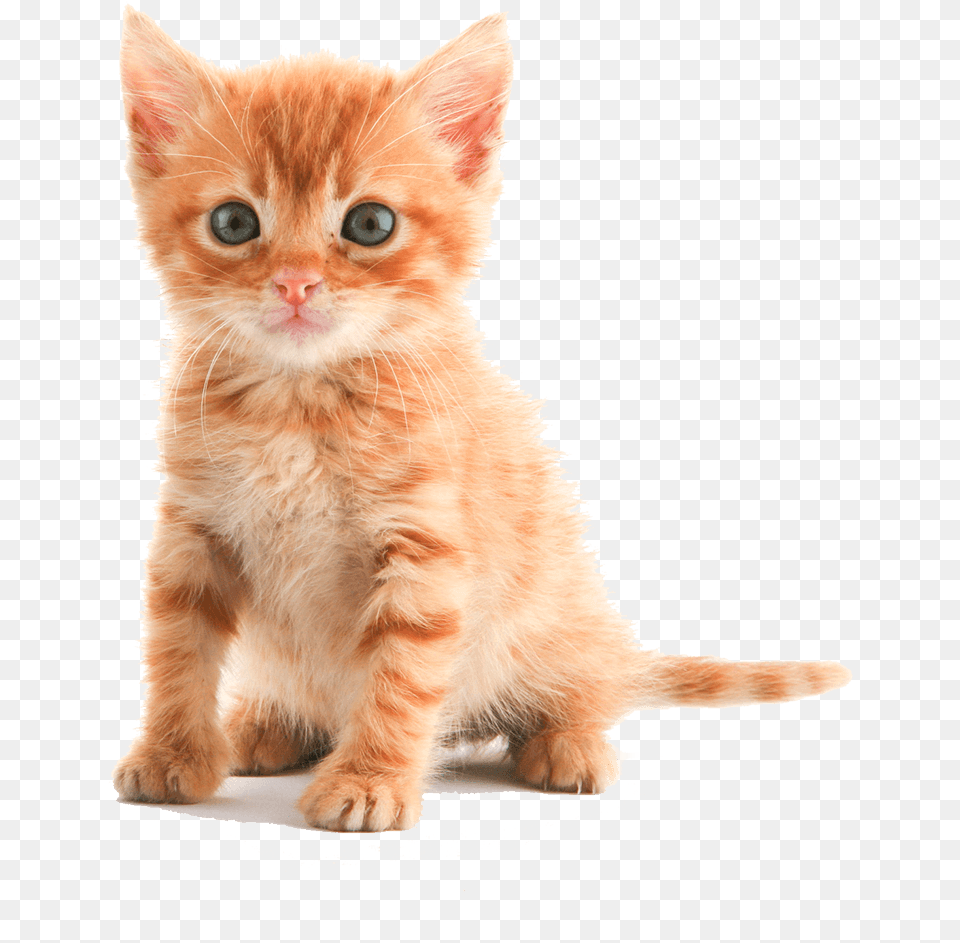American Short Hair Cat Kitten, Animal, Mammal, Pet, Manx Free Png