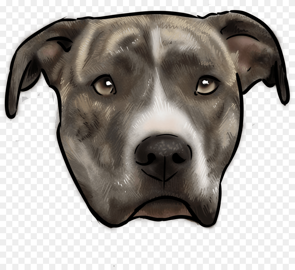 American Staffordshire Terrier, Snout, Pitbull, Pet, Mammal Png