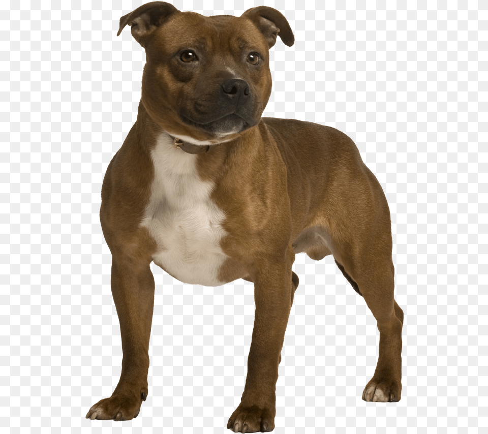 American Staffordshire Terrier, Animal, Boxer, Bulldog, Canine Free Png Download