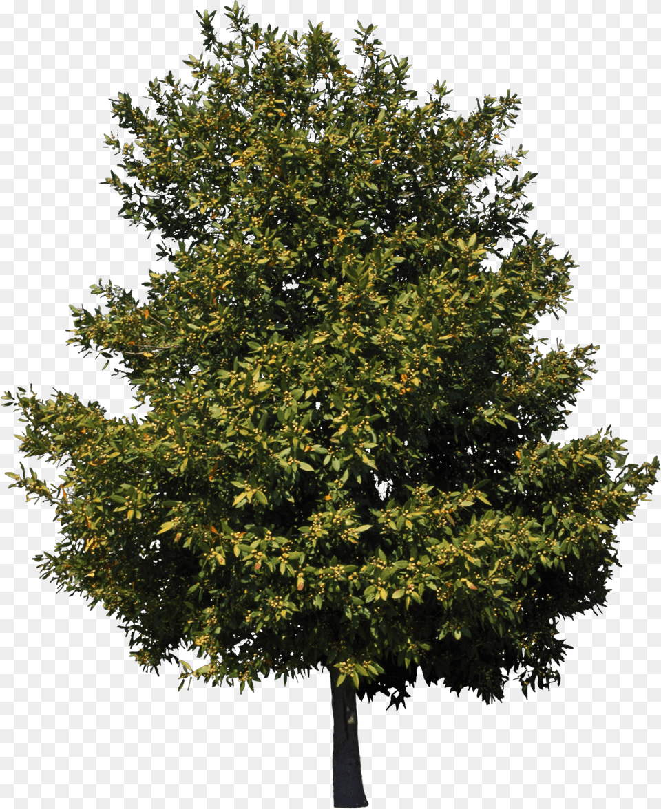 American Sycamore Tree Birch Cedar Clip Art American Sycamore Tree, Leaf, Plant, Maple, Vegetation Free Png