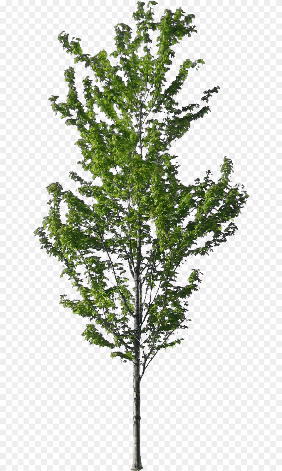 American Sycamore Tree Norway Spruce Sycamore Tree, Oak, Plant, Leaf, Maple Free Png