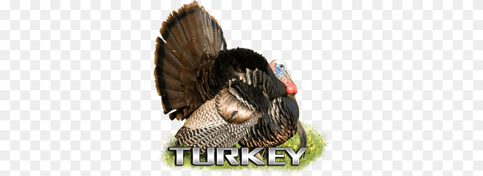 American Whitetail Tough Target Face Turkey, Animal, Bird, Fowl, Poultry Free Transparent Png