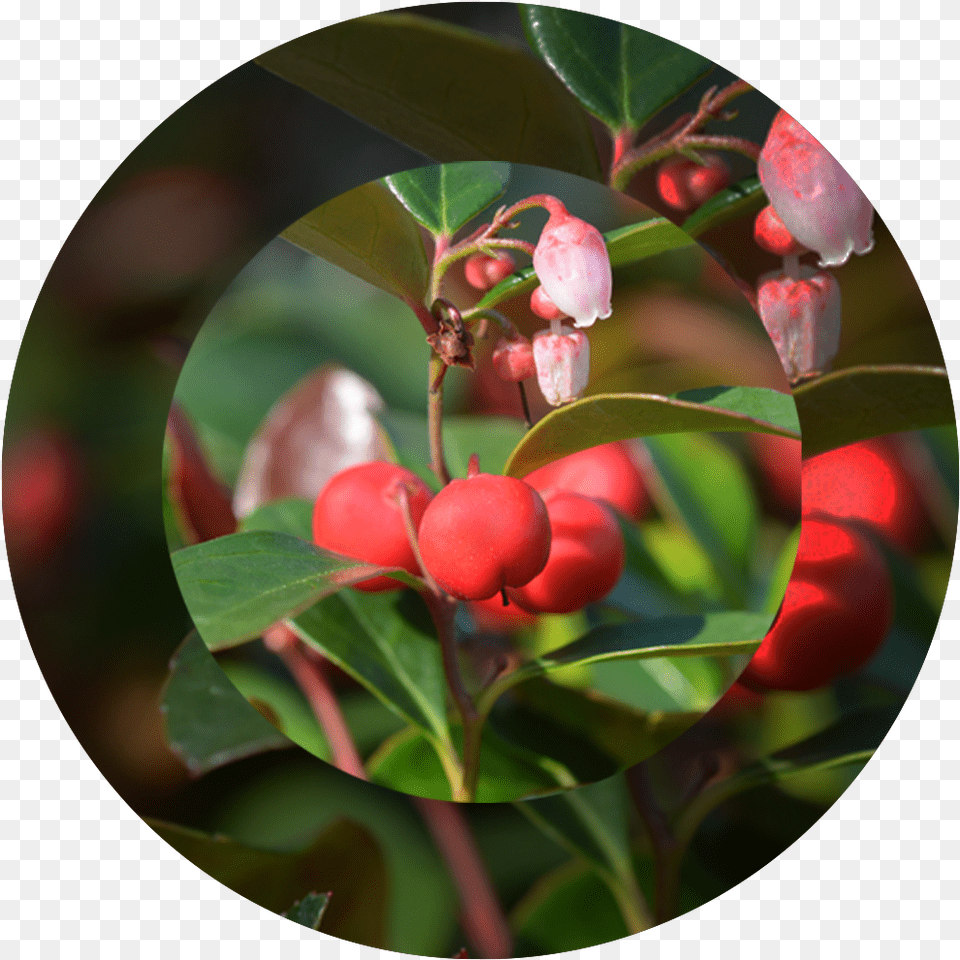 American Wintergreen, Bud, Plant, Leaf, Flower Free Png Download