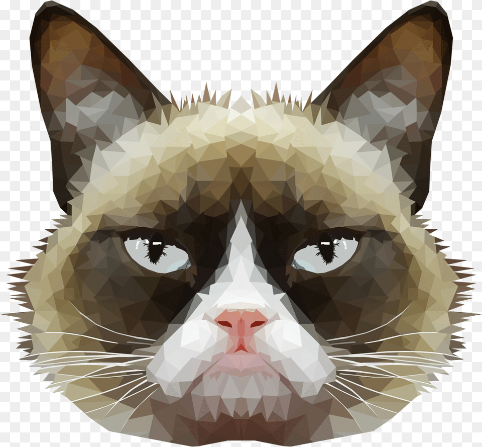 American Wirehair Grumpy Cat Whiskers Domestic Short Haired File Cat Head, Person, Animal, Mammal, Pet Png