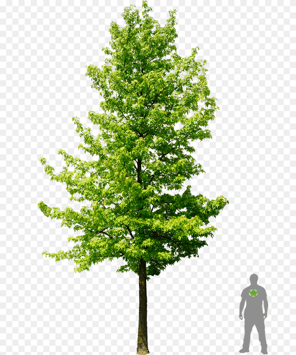 Amerikanischer Amberbaum Boom Amberboom Liquidambar, Tree, Plant, Leaf, Maple Free Png Download