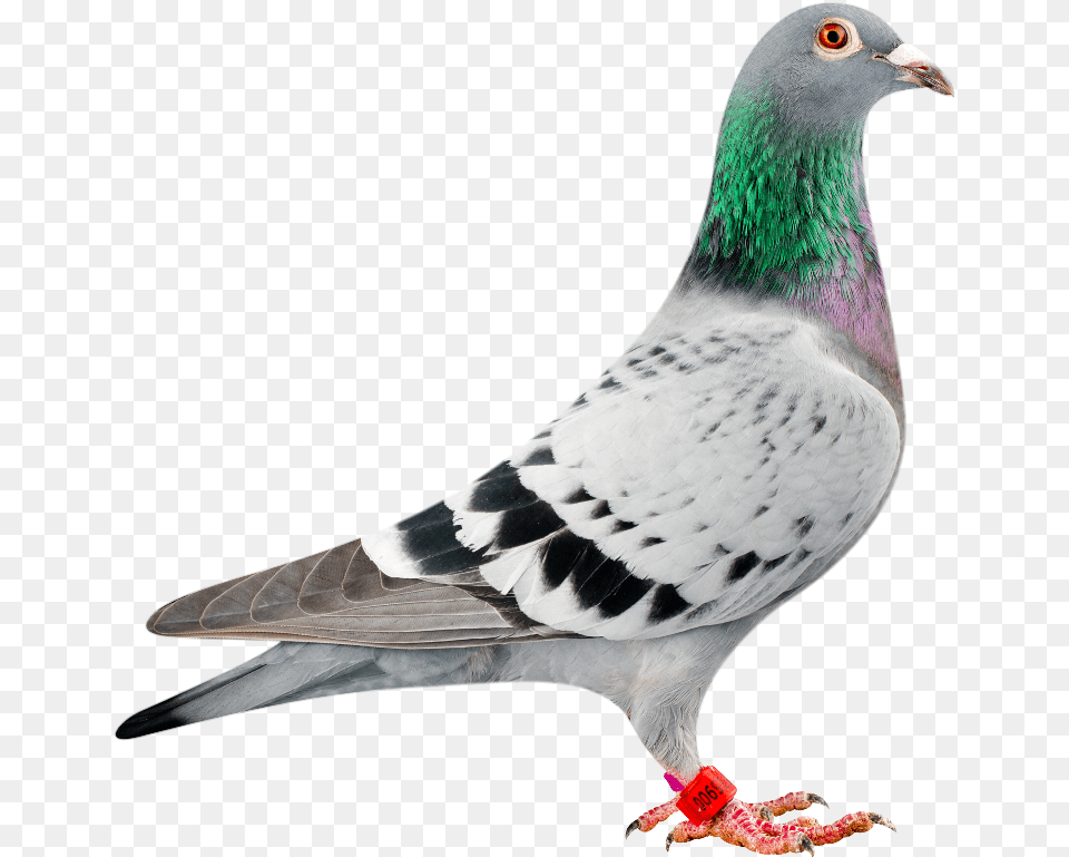 Amigo 900 Bred In Conjunction With Peter Van Der Merwe Most Expensive Dove In The World, Animal, Bird, Pigeon Free Transparent Png