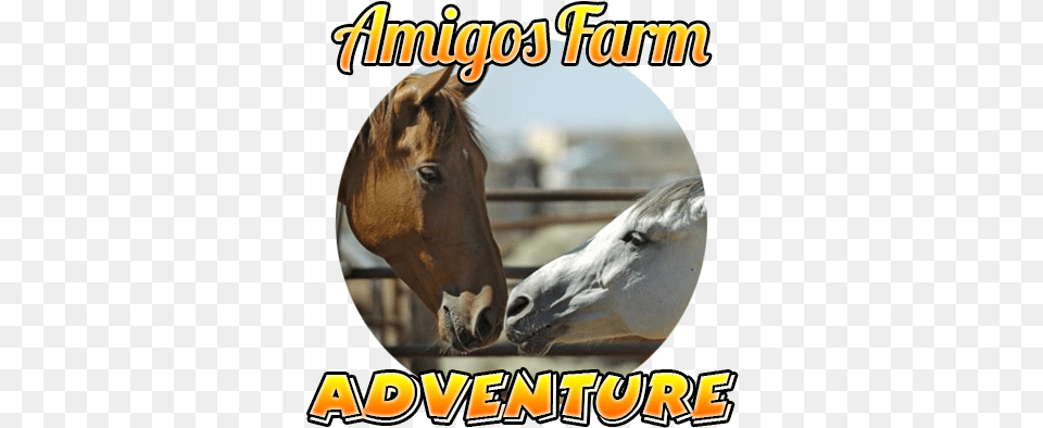 Amigos Farm Adventure Tour By Amigos Cabo Cabo San Lucas, Animal, Colt Horse, Horse, Mammal Free Png Download