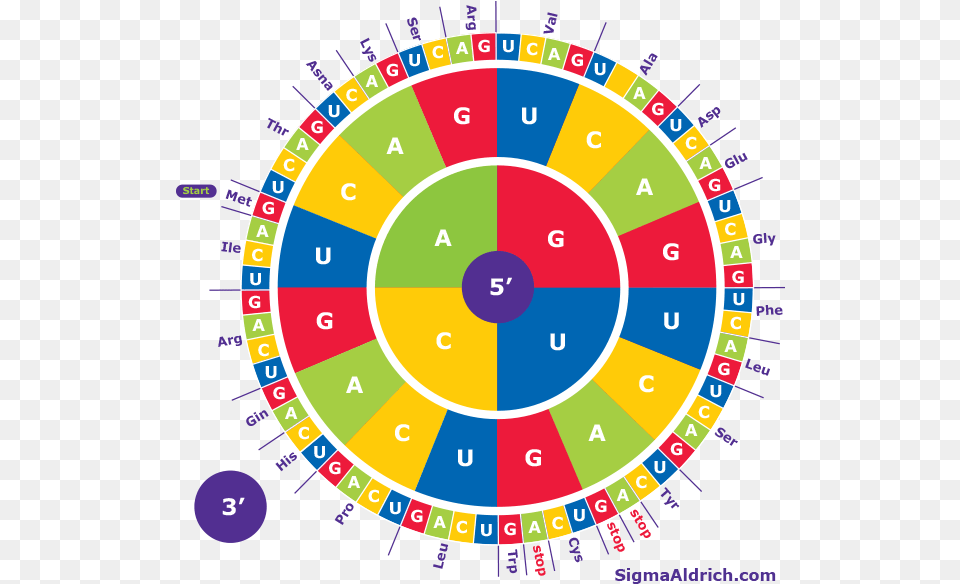 Amino Acid Codon Wheel Sigma Aldrich Codon Circle, Disk Png Image